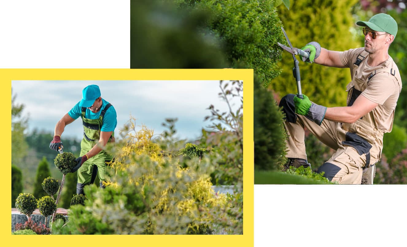 about-us-dmt-gardens